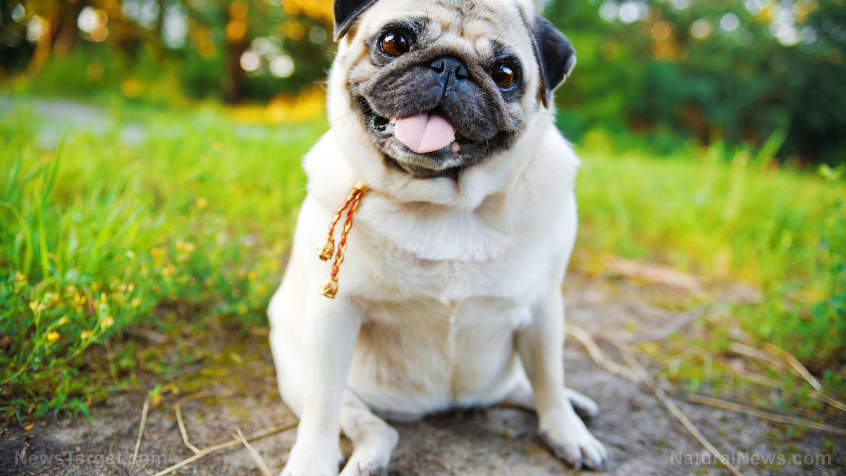 Warning issued over health consequences of genetically modified dogs